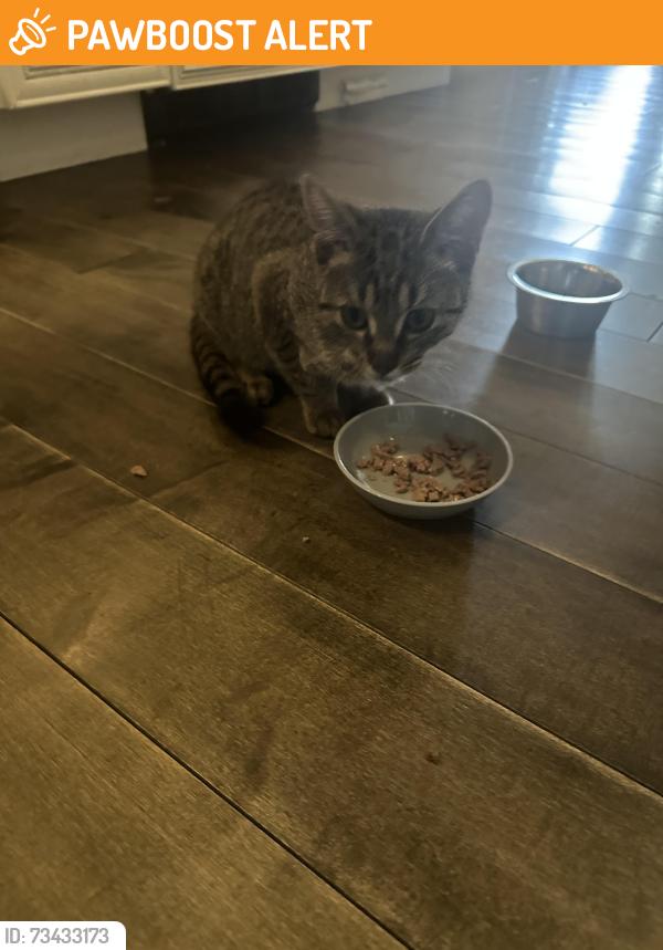 Found/Stray Female Cat last seen Rue du Meunier, Vaudreuil-Soulanges Regional County Municipality, QC 