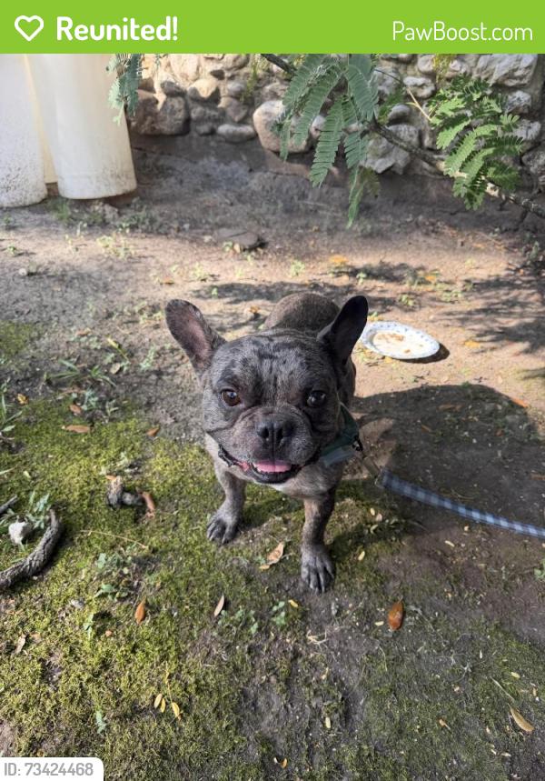 Reunited Male Dog last seen fourcade st, Houston, TX 77023