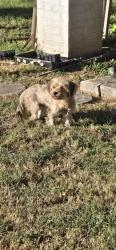 Found/Stray Unknown Dog last seen Town Branch Distillery, Lexington, KY 40508