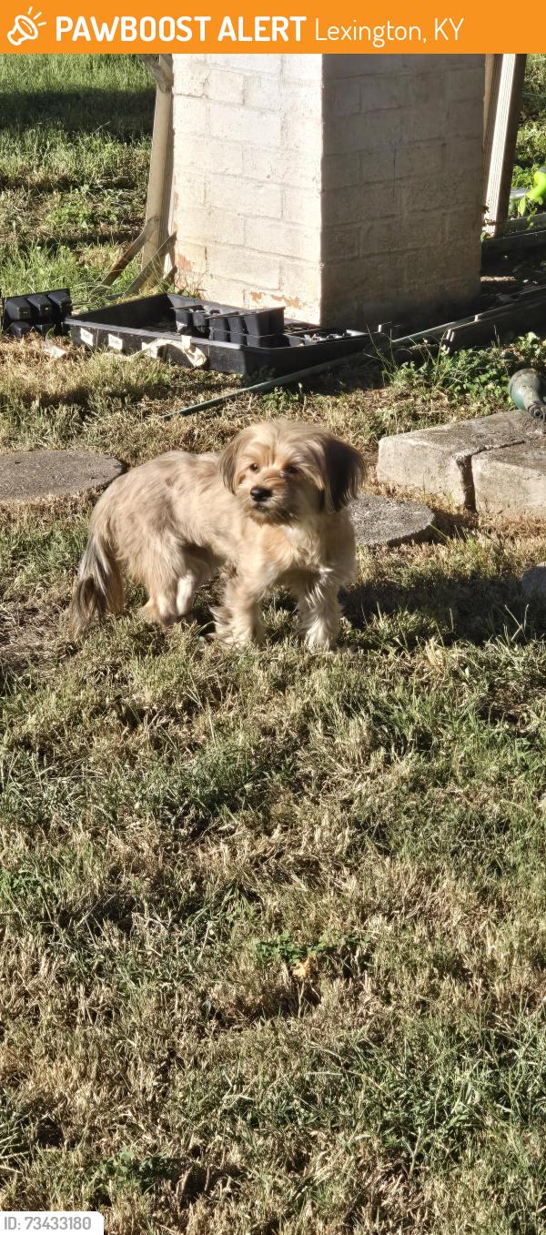 Found/Stray Unknown Dog last seen Town Branch Distillery, Lexington, KY 40508