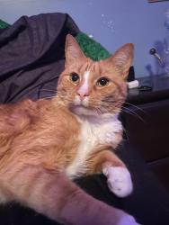 Lost Male Cat last seen denver Pa, Denver, PA 17517