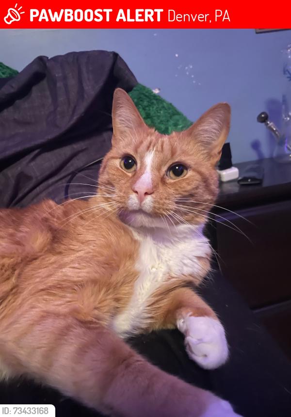 Lost Male Cat last seen denver Pa, Denver, PA 17517