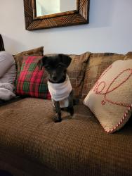 Reunited Female Dog last seen Zane Ave, Britteny & Douglas, Champlin, MN 55316
