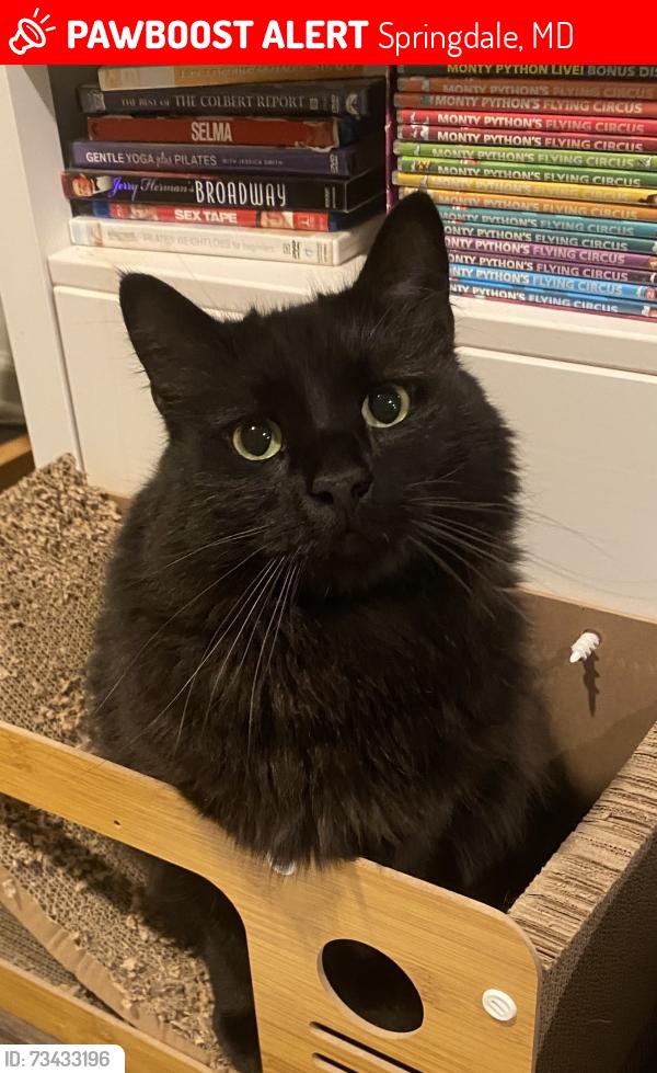 Lost Male Cat last seen Ardwick Ardmore, Springdale, MD 20774