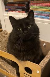 Lost Male Cat last seen Ardwick Ardmore, Springdale, MD 20774