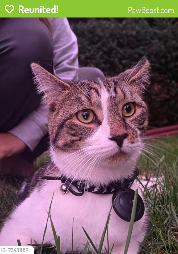 Reunited Unknown Cat last seen Near Church Road, Cinnaminson, NJ 08077