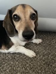 Reunited Male Dog last seen Organgeburg, Modesto, CA 95355