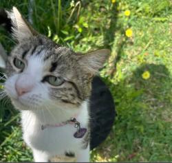 Lost Female Cat last seen Indian creek/ papoose trail, Willis, TX 77378