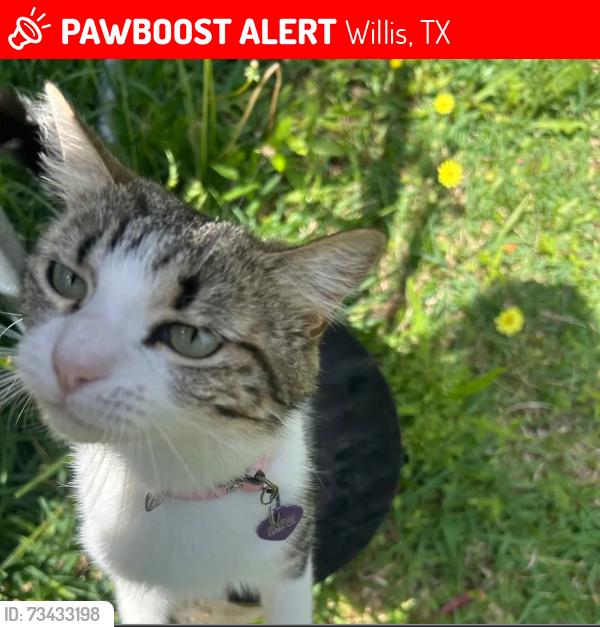 Lost Female Cat last seen Indian creek/ papoose trail, Willis, TX 77378