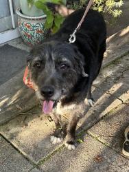 Found/Stray Male Dog last seen 17th ave and 17th stv, Miami, FL 33145