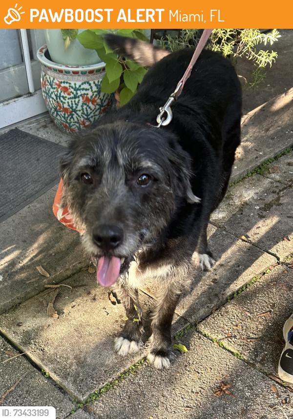 Found/Stray Male Dog last seen 17th ave and 17th stv, Miami, FL 33145