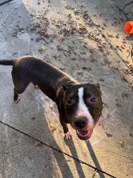 Found/Stray Female Dog last seen Near fisher and Wilson road, Columbus, OH 43204