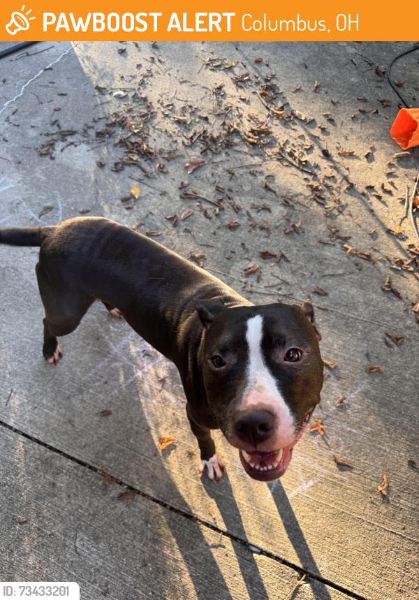 Found/Stray Female Dog last seen Near fisher and Wilson road, Columbus, OH 43204