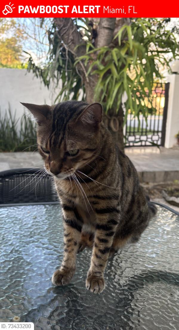 Lost Male Cat last seen Near sw 130 th st, Miami, FL 33156