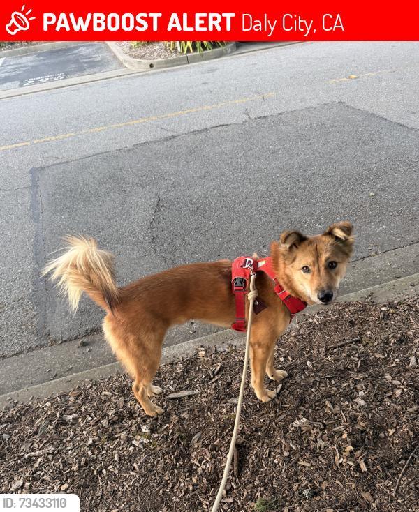 Lost Male Dog last seen Green Ridge Drive and Reservoir Hill Drive, Daly City, CA 94014