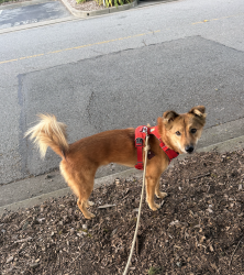 Lost Male Dog last seen Green Ridge Drive and Reservoir Hill Drive, Daly City, CA 94014