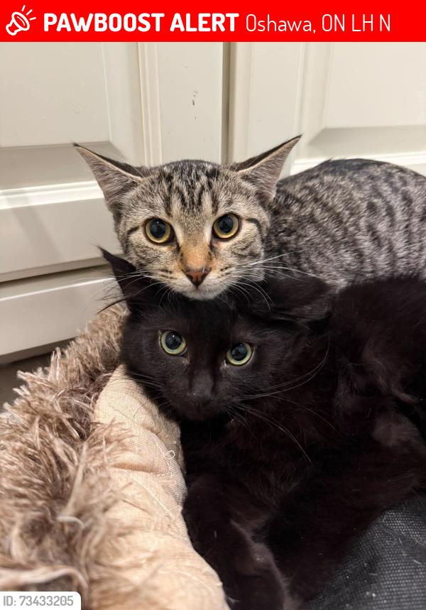 Lost Female Cat last seen Near Farewell Street, Oshawa, Oshawa, ON L1H 6N8