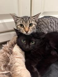 Lost Female Cat last seen Near Farewell Street, Oshawa, Oshawa, ON L1H 6N8