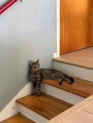 Found/Stray Female Cat last seen Bell road and Edge O’ Lake, Nashville, TN 37217