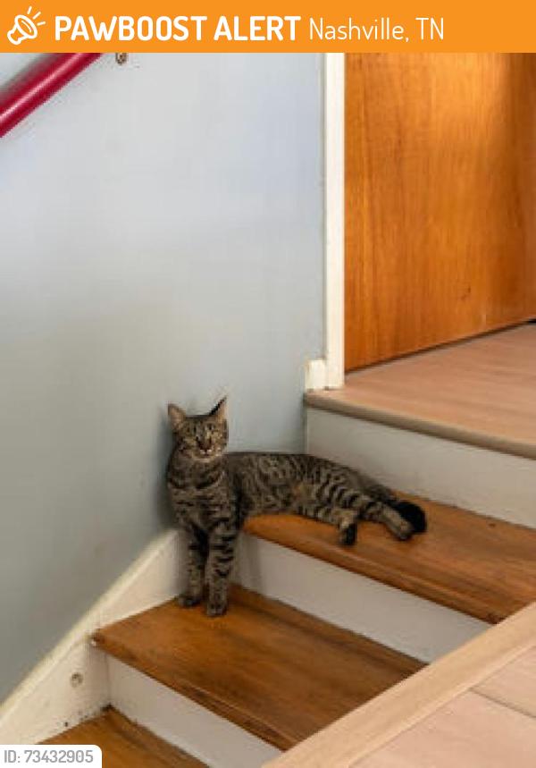 Found/Stray Female Cat last seen Bell road and Edge O’ Lake, Nashville, TN 37217