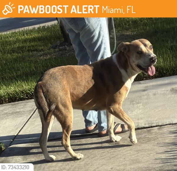 Found/Stray Female Dog last seen NE 135th street, Miami, FL 33181