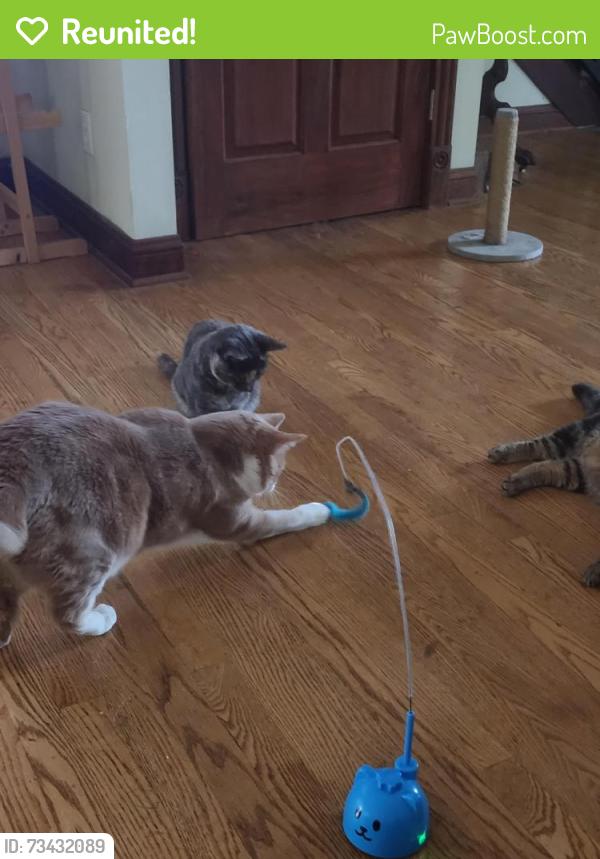 Reunited Female Cat last seen W231N7047 hmstd Ct., Sussex, WI 53089
