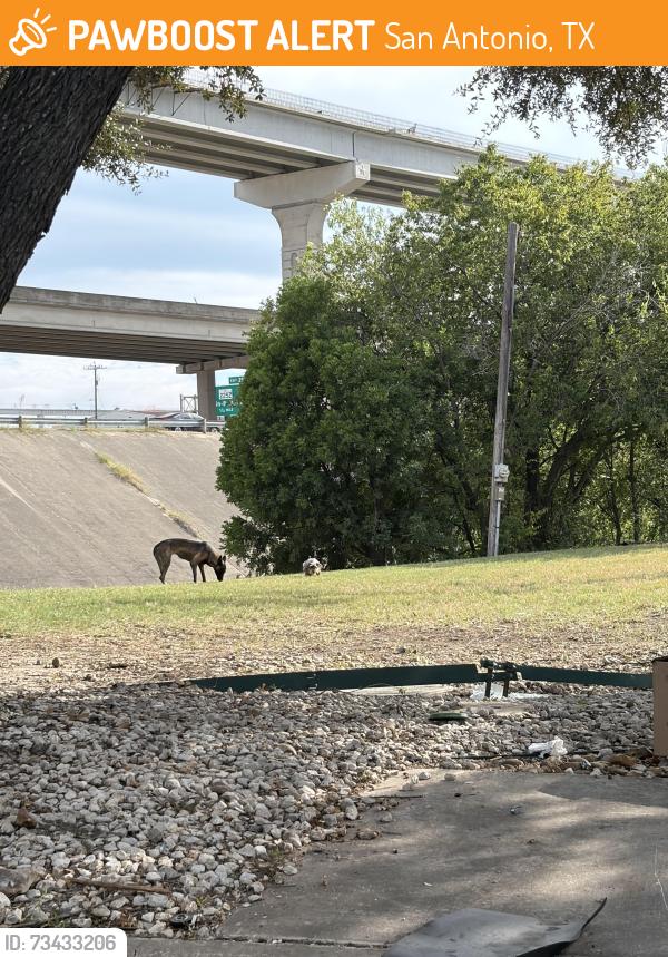 Found/Stray Unknown Dog last seen By Perrin creek electrical supply, San Antonio, TX 78217