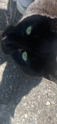 Lost Male Cat last seen Rowley Hill Rd, Sterling, MA 01564