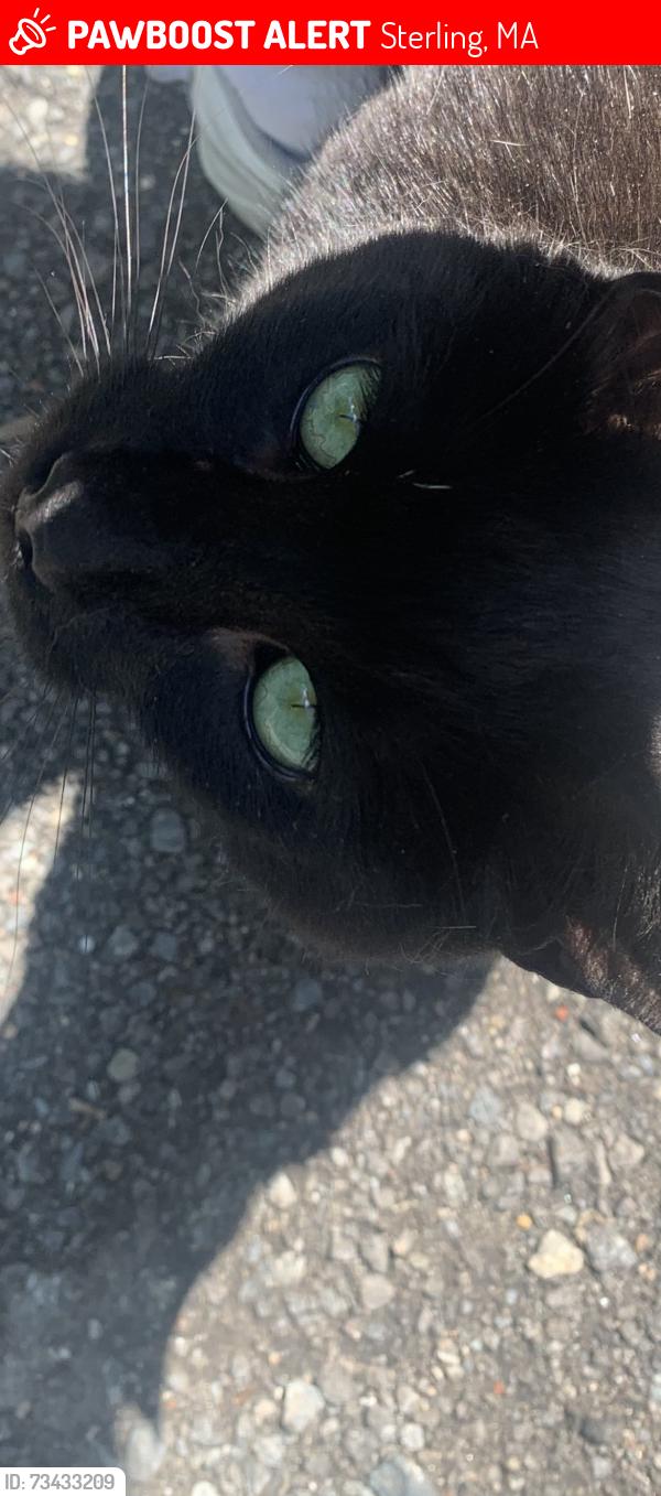 Lost Male Cat last seen Rowley Hill Rd, Sterling, MA 01564