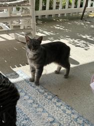Lost Female Cat last seen Stockton and Nathan street, Foxhill, Hampton, VA 23669