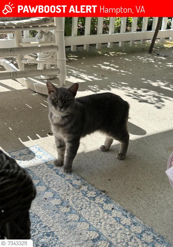 Lost Female Cat last seen Stockton and Nathan street, Foxhill, Hampton, VA 23669