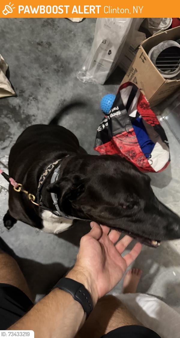 Found/Stray Male Dog last seen Slate quarry and centre, Clinton, NY 12572
