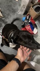 Found/Stray Male Dog last seen Slate quarry and centre, Clinton, NY 12572