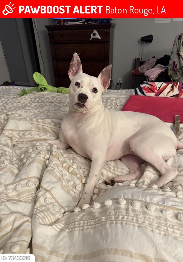 Lost Female Dog last seen Goodwood neighborhood, Baton Rouge, LA 70806