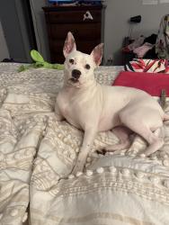 Lost Female Dog last seen Goodwood neighborhood, Baton Rouge, LA 70806