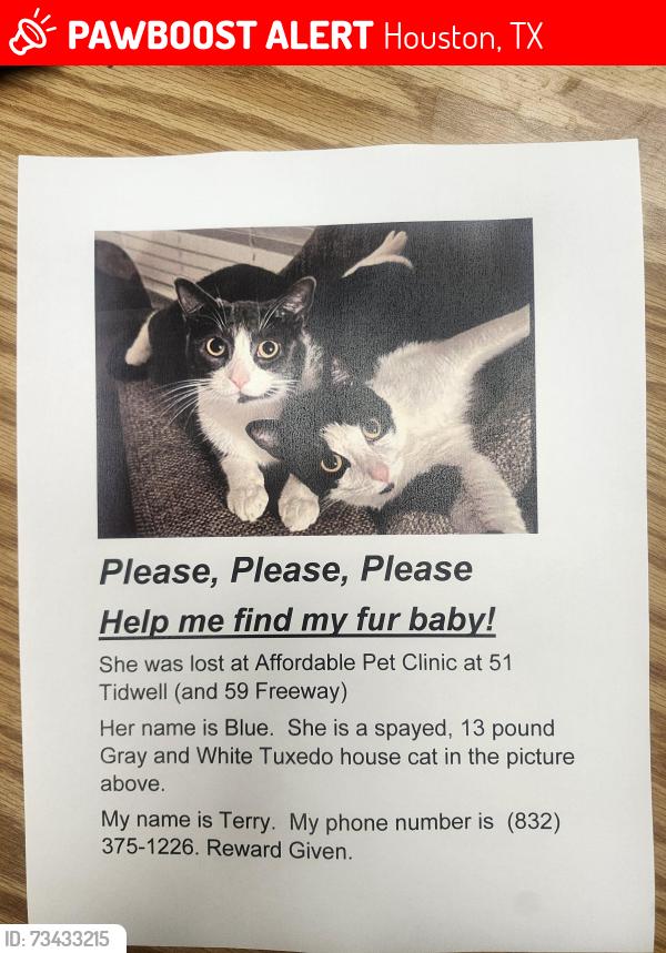Lost Female Cat last seen Near Tidwell and 59 Freeway, Houston, TX 77022
