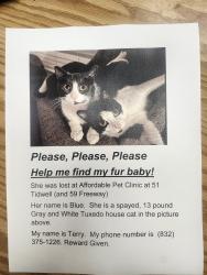 Lost Female Cat last seen Near Tidwell and 59 Freeway, Houston, TX 77022
