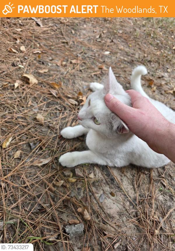 Found/Stray Female Cat last seen Sandpebble, The Woodlands, TX 77381