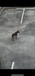 Found/Stray Unknown Dog last seen In the la Quinta hotel parking lot !!!, Humble, TX 77338
