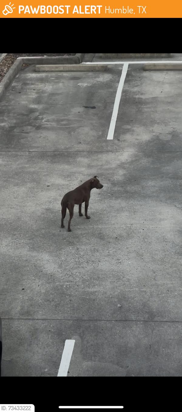 Found/Stray Unknown Dog last seen In the la Quinta hotel parking lot !!!, Humble, TX 77338