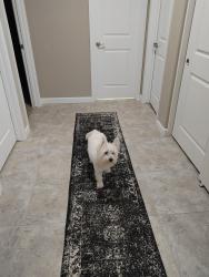 Reunited Female Dog last seen W. Cottonwood Drive, Surprise AZ 85388, Surprise, AZ 85374