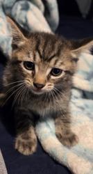 Lost Male Cat last seen Pace Road, Pace Creek Road, Henderson County, NC 28792