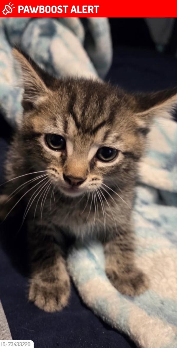 Lost Male Cat last seen Pace Road, Pace Creek Road, Henderson County, NC 28792
