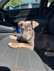 Found/Stray Female Dog last seen Greystone Pointe, Columbus, GA 31909