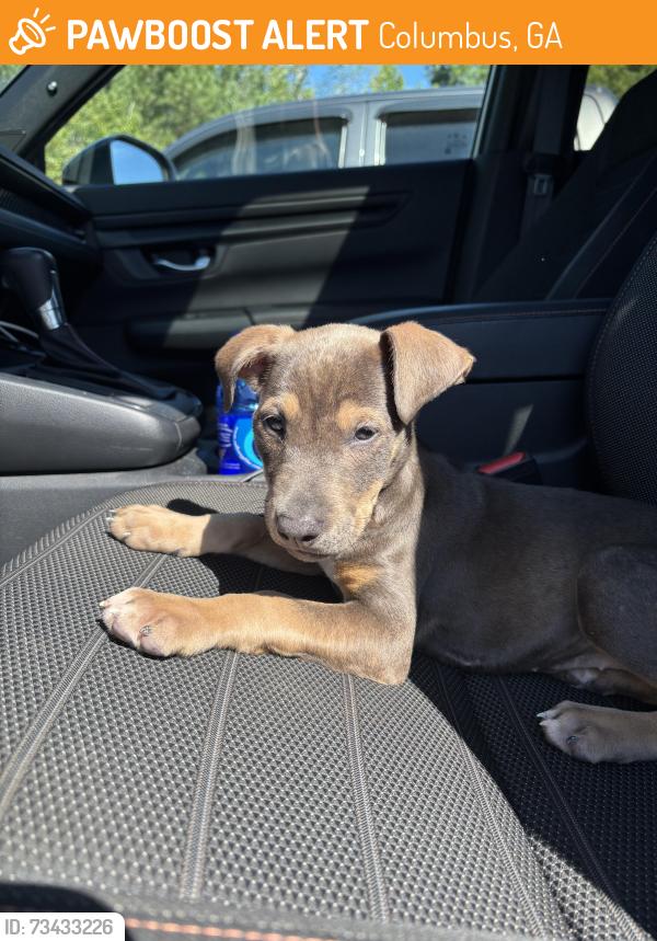 Found/Stray Female Dog last seen Greystone Pointe, Columbus, GA 31909