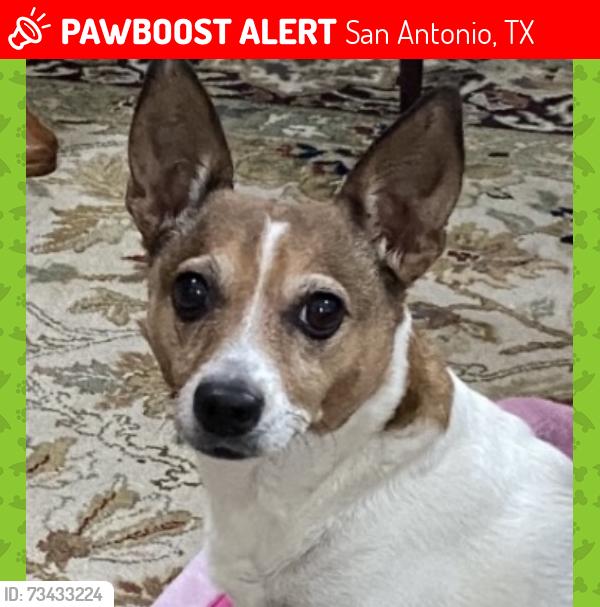Lost Female Dog last seen Silver Sands, San Antonio, TX 78216
