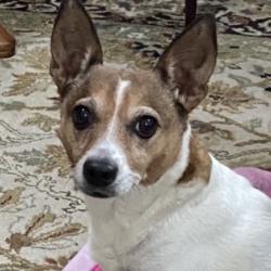 Lost Female Dog last seen Silver Sands, San Antonio, TX 78216