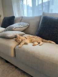 Lost Male Cat last seen Cityscape, Calgary, AB T3N 0M6