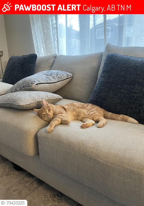 Lost Male Cat last seen Cityscape, Calgary, AB T3N 0M6