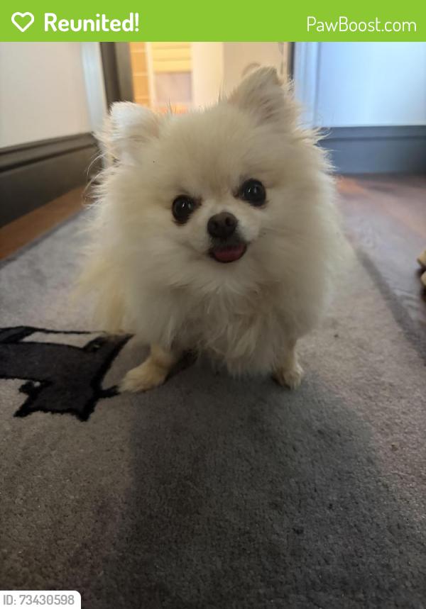 Reunited Female Dog last seen Last seen on Hillside Road, just off Murray ave, by Echo Lane, in front of Edgewood Road, Larchmont, NY 10538